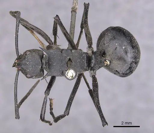Polyrhachis pruinosa specimen CASENT0905818 image casent0905818_1