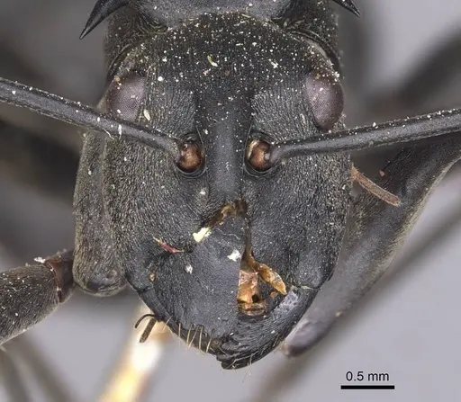 Polyrhachis pruinosa specimen CASENT0905818 image casent0905818_2