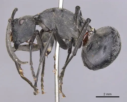 Polyrhachis pruinosa specimen CASENT0905818 image casent0905818_3