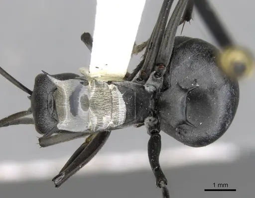 Polyrhachis pruinosa specimen CASENT0906813 image casent0906813_1
