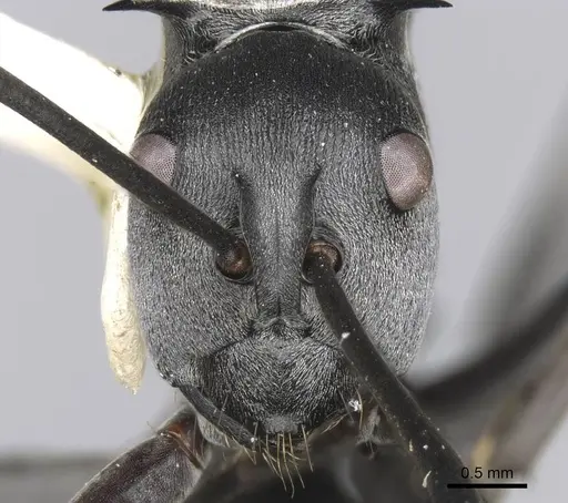 Polyrhachis pruinosa specimen CASENT0906813 image casent0906813_2