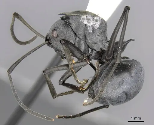 Polyrhachis pruinosa specimen CASENT0906813 image casent0906813_3