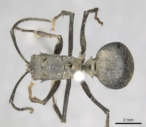 Polyrhachis pruinosa specimen CASENT0915826 image casent0915826_1
