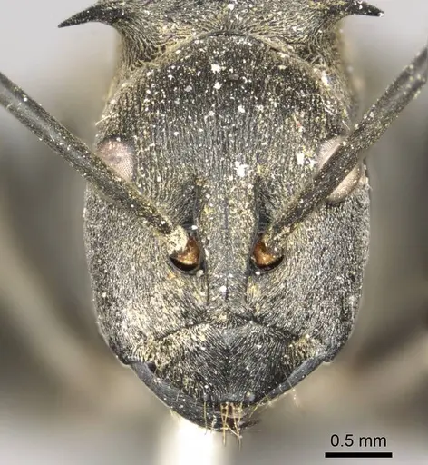 Polyrhachis pruinosa specimen CASENT0915826 image casent0915826_2