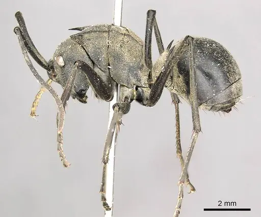 Polyrhachis pruinosa specimen CASENT0915826 image casent0915826_3