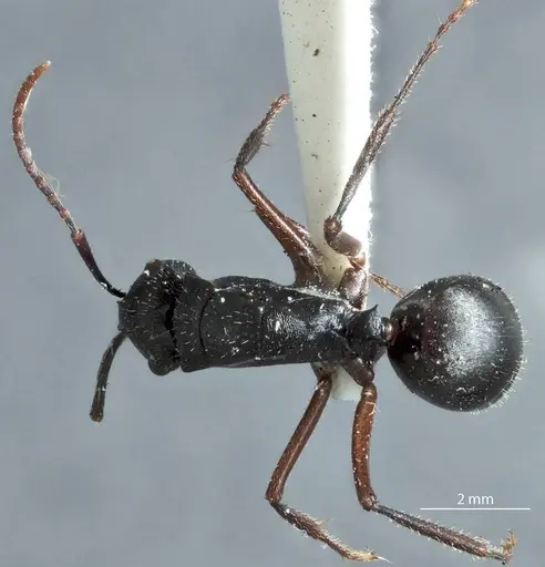 Polyrhachis pseudothrinax specimen ANTWEB1041182 image antweb1041182_1