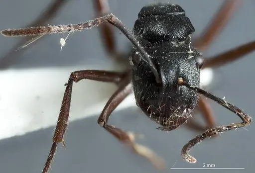 Polyrhachis pseudothrinax specimen ANTWEB1041182 image antweb1041182_2