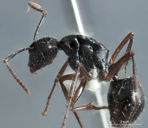Polyrhachis pseudothrinax specimen ANTWEB1041182 image antweb1041182_3