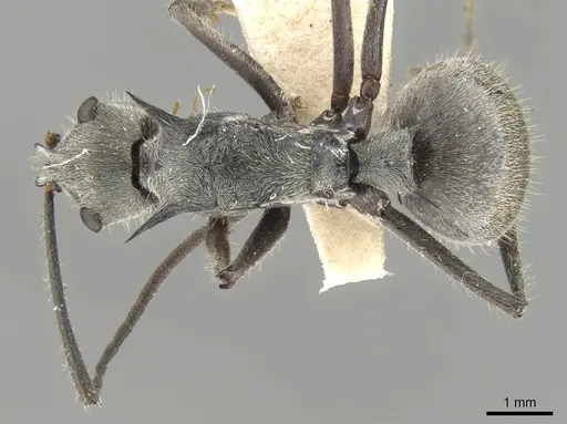 Polyrhachis pubescens specimen CASENT0906795 image casent0906795_1