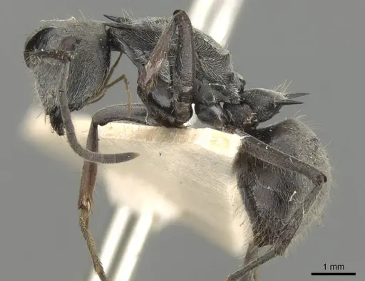 Polyrhachis pubescens specimen CASENT0906795 image casent0906795_3