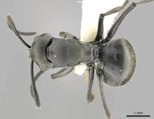 Polyrhachis punctillata specimen CASENT0906797 image casent0906797_1
