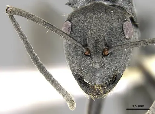 Polyrhachis punctillata specimen CASENT0906797 image casent0906797_2