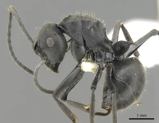 Polyrhachis punctillata specimen CASENT0906797 image casent0906797_3
