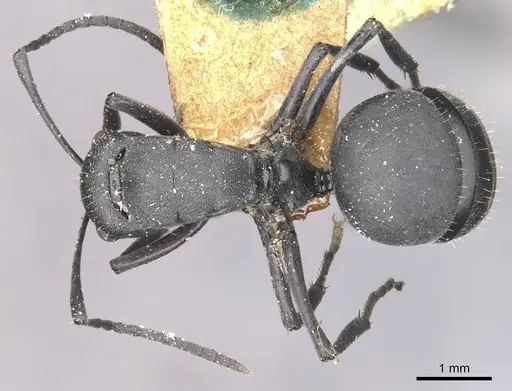 Polyrhachis punctillata specimen CASENT0910935 image casent0910935_1
