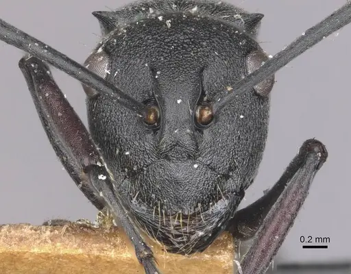 Polyrhachis punctillata specimen CASENT0910935 image casent0910935_2
