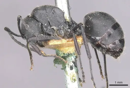 Polyrhachis punctillata specimen CASENT0910935 image casent0910935_3