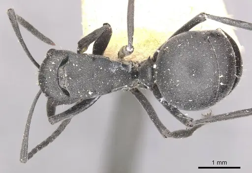 Polyrhachis punctillata specimen CASENT0910936 image casent0910936_1