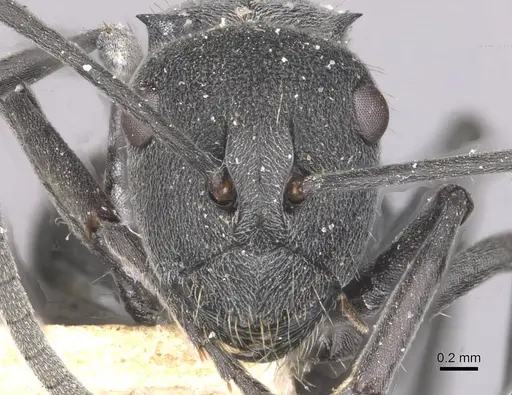 Polyrhachis punctillata specimen CASENT0910936 image casent0910936_2