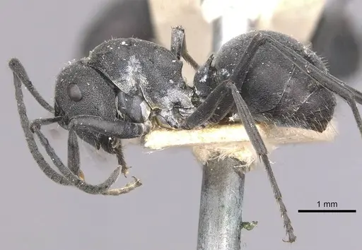 Polyrhachis punctillata specimen CASENT0910936 image casent0910936_3