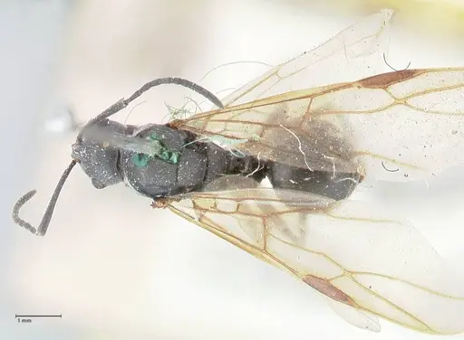 Polyrhachis punctillata specimen FOCOL2620 image focol2620_1