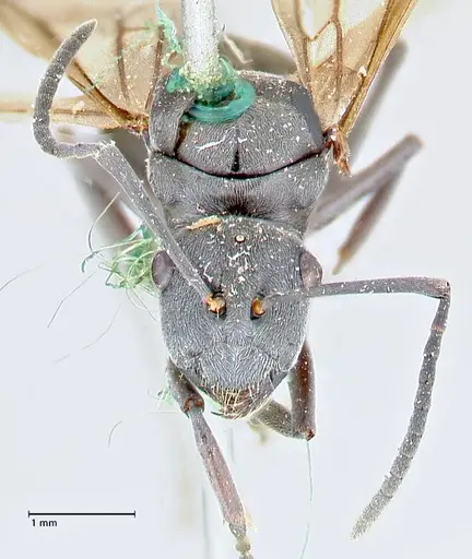 Polyrhachis punctillata specimen FOCOL2620 image focol2620_2