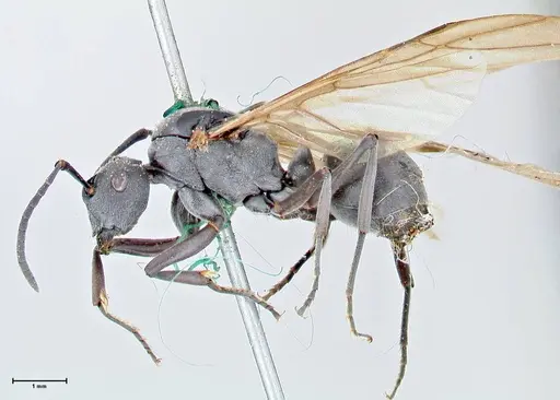 Polyrhachis punctillata specimen FOCOL2620 image focol2620_3