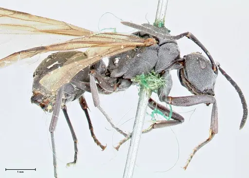 Polyrhachis punctillata specimen FOCOL2620 image focol2620_4