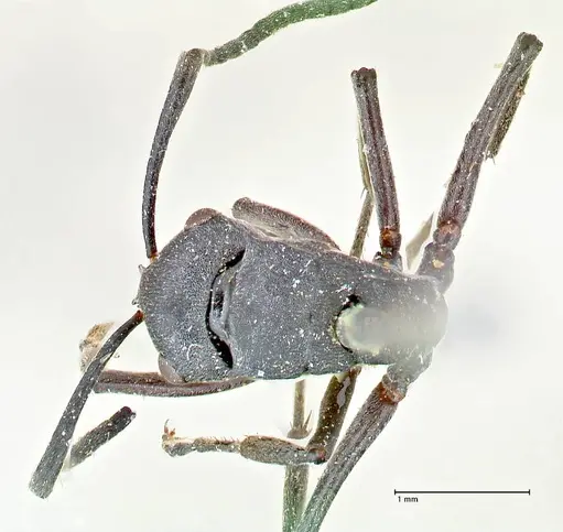 Polyrhachis punctillata specimen FOCOL2621 image focol2621_1
