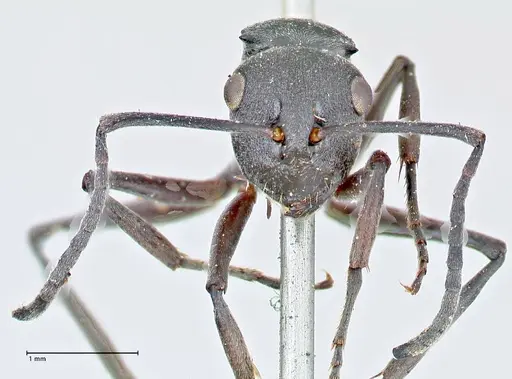 Polyrhachis punctillata specimen FOCOL2621 image focol2621_2