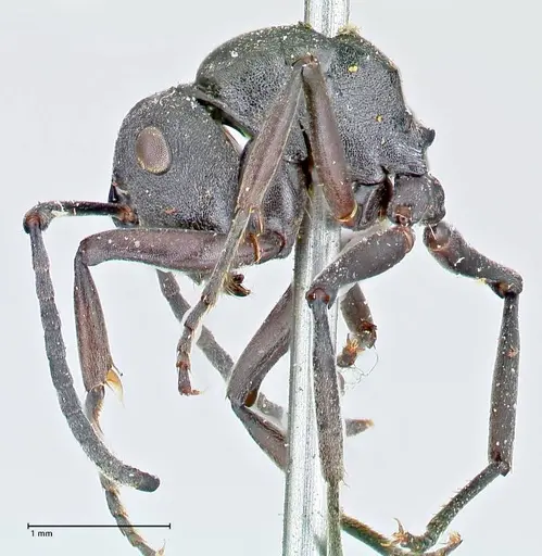 Polyrhachis punctillata specimen FOCOL2621 image focol2621_3