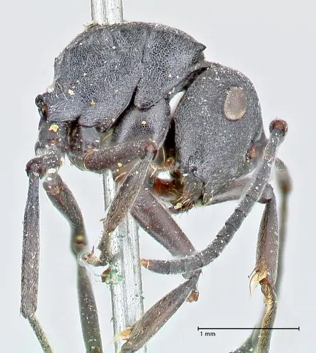 Polyrhachis punctillata specimen FOCOL2621 image focol2621_4