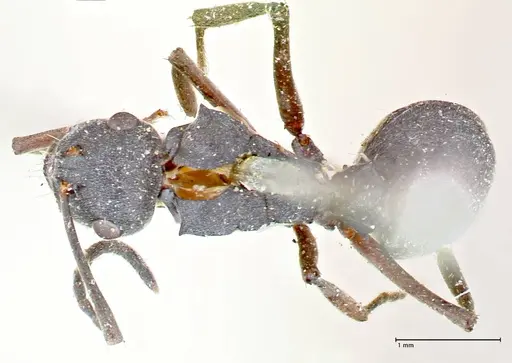 Polyrhachis punctillata specimen FOCOL2622 image focol2622_1