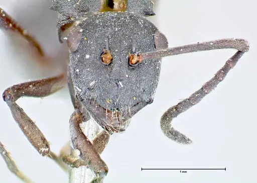Polyrhachis punctillata specimen FOCOL2622 image focol2622_2