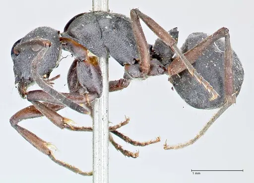 Polyrhachis punctillata specimen FOCOL2622 image focol2622_3