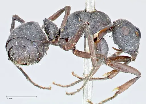 Polyrhachis punctillata specimen FOCOL2622 image focol2622_4