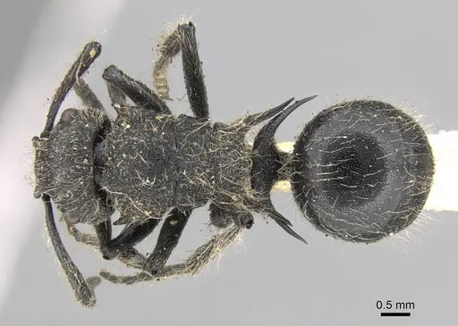Polyrhachis punctiventris specimen CASENT0906746 image casent0906746_1