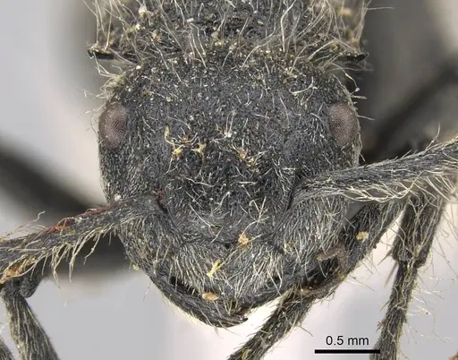 Polyrhachis punctiventris specimen CASENT0906746 image casent0906746_2