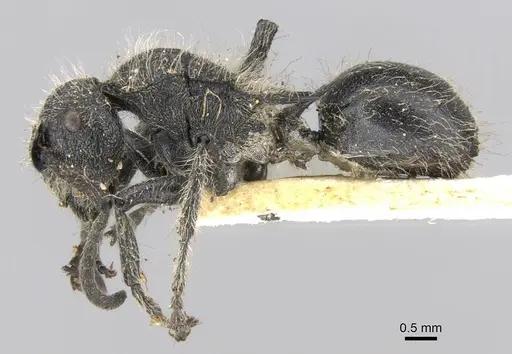 Polyrhachis punctiventris specimen CASENT0906746 image casent0906746_3