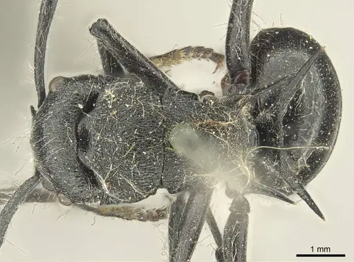 Polyrhachis punctiventris specimen CASENT0915619 image casent0915619_1