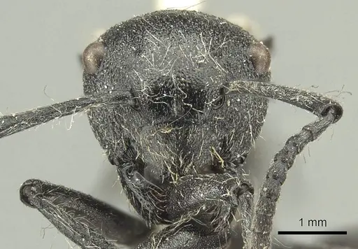 Polyrhachis punctiventris specimen CASENT0915619 image casent0915619_2