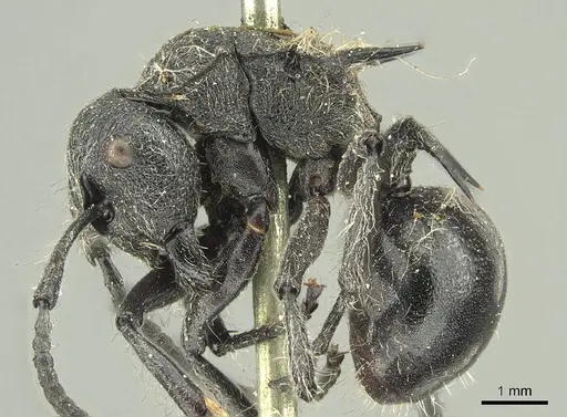Polyrhachis punctiventris specimen CASENT0915619 image casent0915619_3