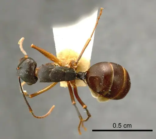 Polyrhachis pyrrhus specimen ANTWEB1008266 image antweb1008266_1