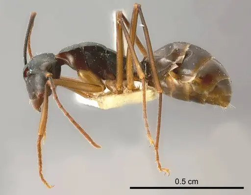 Polyrhachis pyrrhus specimen ANTWEB1008266 image antweb1008266_2