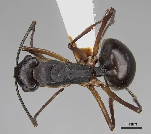 Polyrhachis pyrrhus specimen CASENT0887771 image casent0887771_1