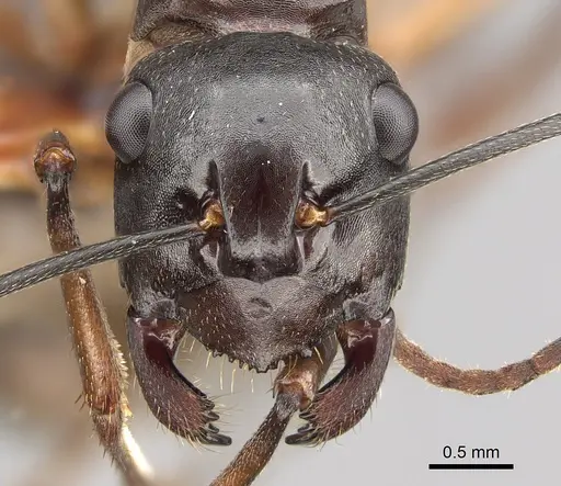 Polyrhachis pyrrhus specimen CASENT0887771 image casent0887771_2