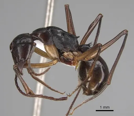 Polyrhachis pyrrhus specimen CASENT0887771 image casent0887771_3