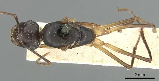 Polyrhachis pyrrhus specimen CASENT0906561 image casent0906561_1