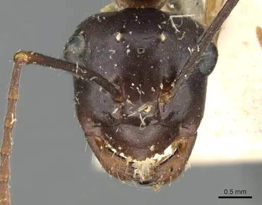 Polyrhachis pyrrhus specimen CASENT0906561 image casent0906561_2