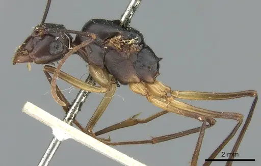 Polyrhachis pyrrhus specimen CASENT0906561 image casent0906561_3