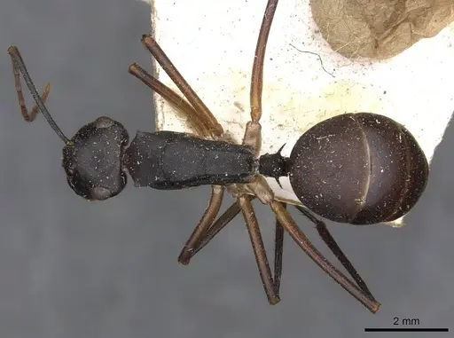 Polyrhachis pyrrhus specimen CASENT0910778 image casent0910778_1